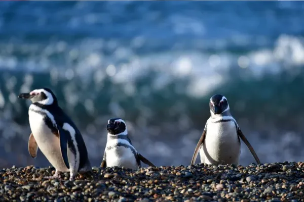 Chubut: un productor fue declarado culpable de la masacre de cientos de pingüinos de Punta Tombo