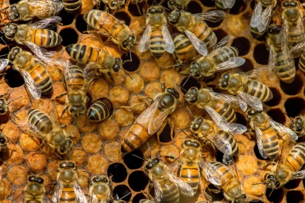 Tragedia en Rosario: un hombre murió tras ser atacado por un enjambre de abejas