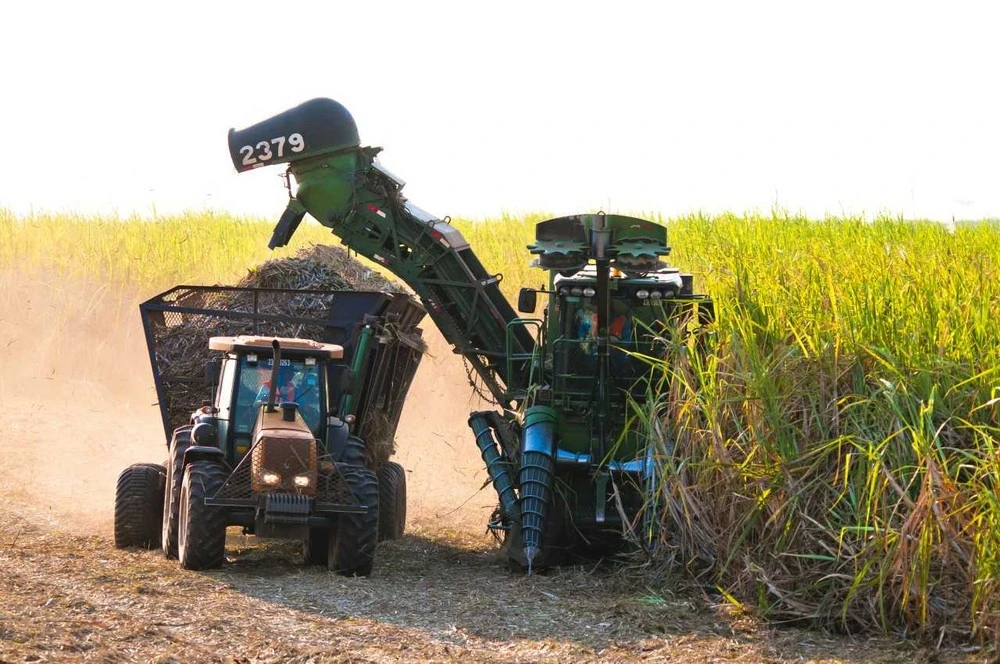 NÚMEROS. Los 4.698 kilogramos de azúcar por hectárea (kg/ha) logrados este año supera levemente el promedio de los últimos 12 años, de 4.690 kg/ha.