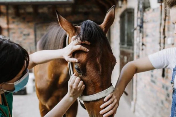 Senasa: consejos para el manejo de la encefalomielitis equina