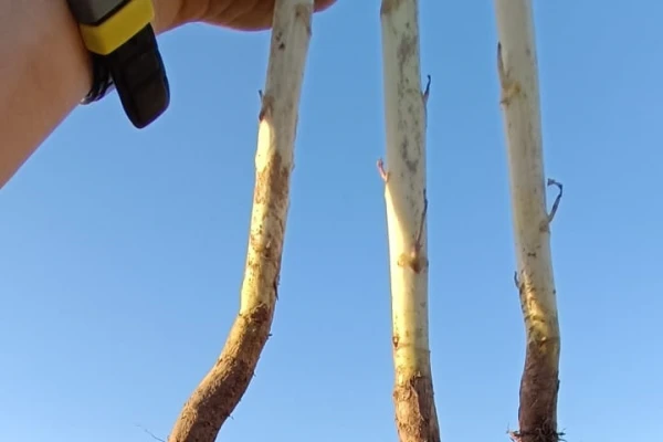 Recomendaciones para alcanzar óptimos resultados en la producción de Brassica carinata