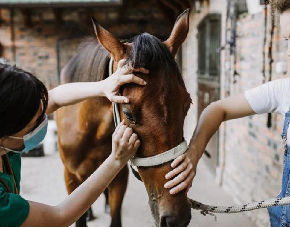 Senasa: consejos para el manejo de la encefalomielitis equina