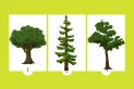 Test viral: elegí un árbol y descubrí un rasgo sorprendente de tu personalidad