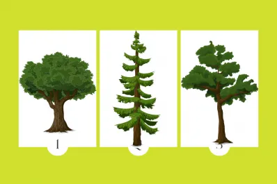 Test viral: elegí un árbol y descubrí un rasgo sorprendente de tu personalidad