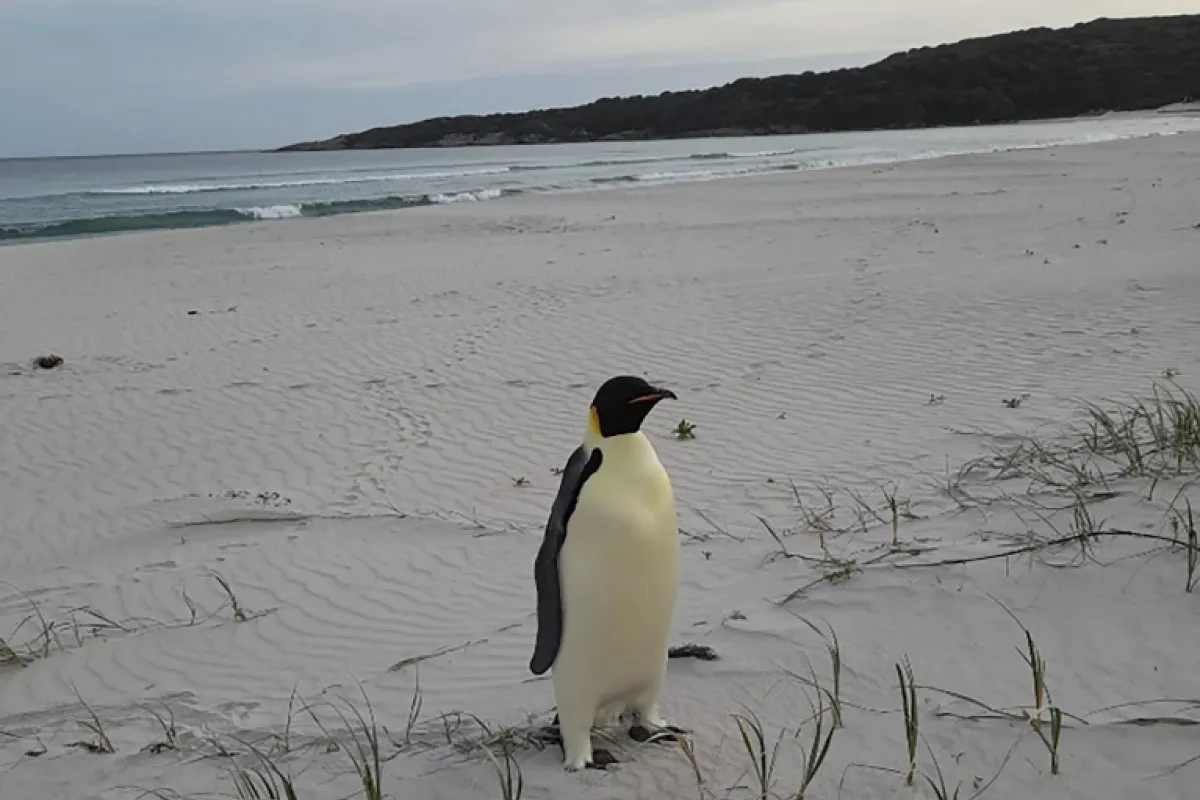 Un pingüino fue hallado en las cálidas costas del sur de Australia. 