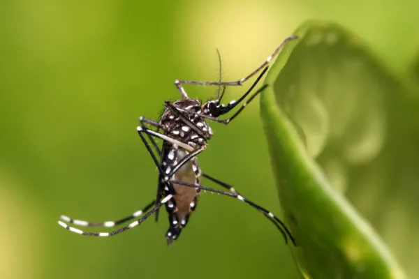 Qué consecuencias puede tener el hecho de que el primer caso autóctono de dengue en Tucumán se haya detectado en noviembre