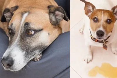 Las enfermedades transmitidas por animales avanzan hacia nuevas regiones