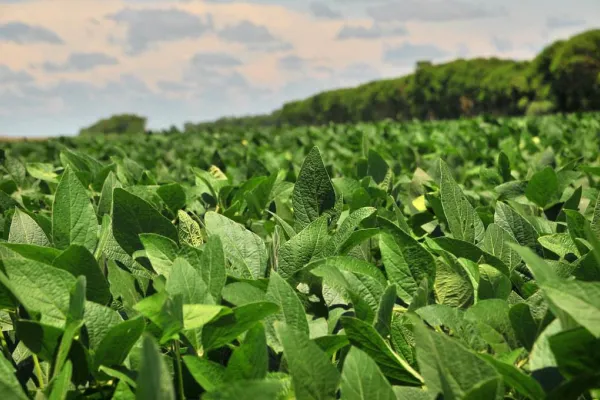 La siembra de soja en el país será la más alta de los últimos años: las causas