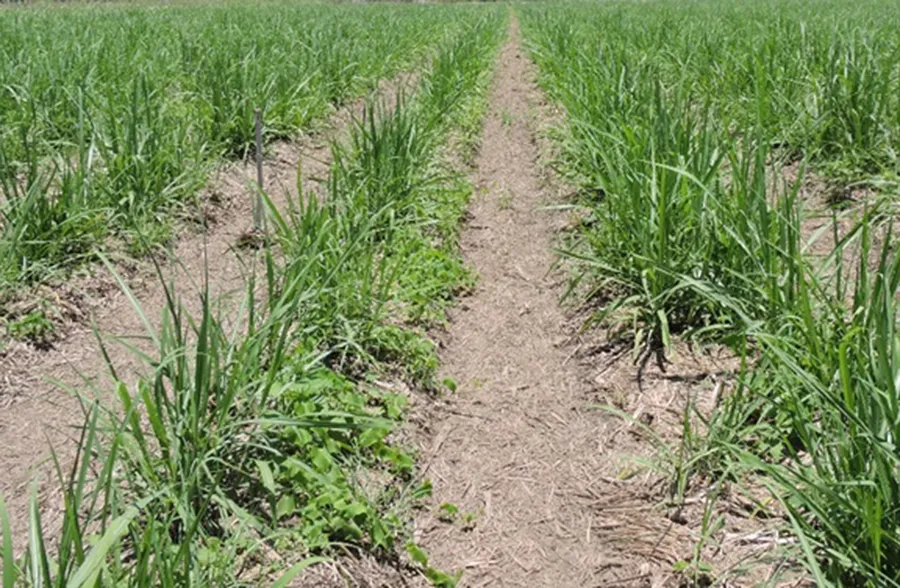 PROBLEMA. La foto muestra plantas de tupulo compitendo con el cañaveral.