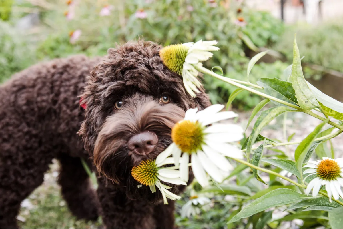 Las plantas que deberíamos eliminar de casa si tenemos mascotas. 