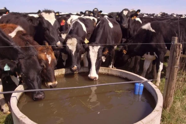 Se debe evitar el estrés calórico de animales