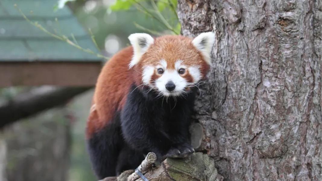 Cinco días antes de la muerte de la bebé panda, su mamá también falleció. 