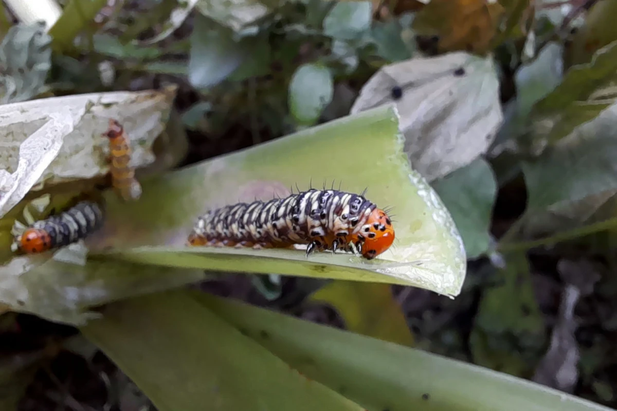 LA CUPLABLE. Xanthopastis timais, de la familia noctuidae, es el nombre técnico de la oruga que puede acabar con tu jardín. LA GACETA / FOTO DE DIEGO ARÁOZ