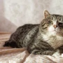 ¿Tu gato está envejeciendo? Las señales que no debés pasar por alto