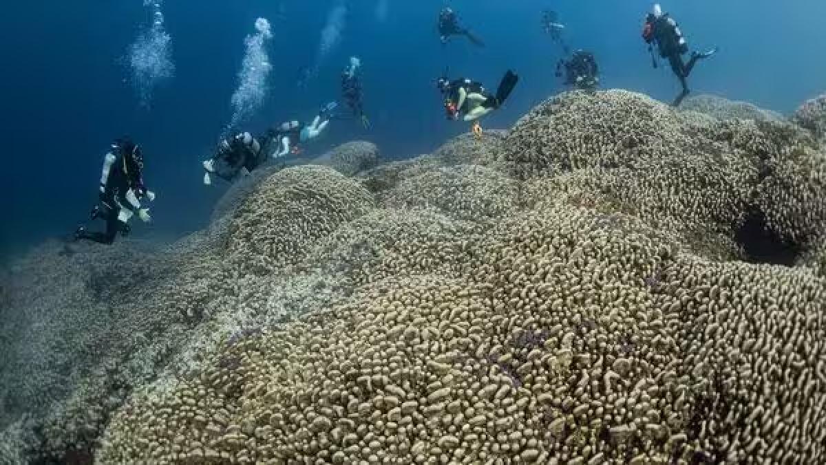 El coral puede verse desde el espacio y creció en secreto por 300 años. 