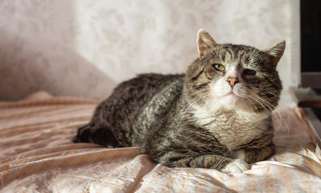 Hay señales que son reconocibles tanto en gatos propios como ajenos.