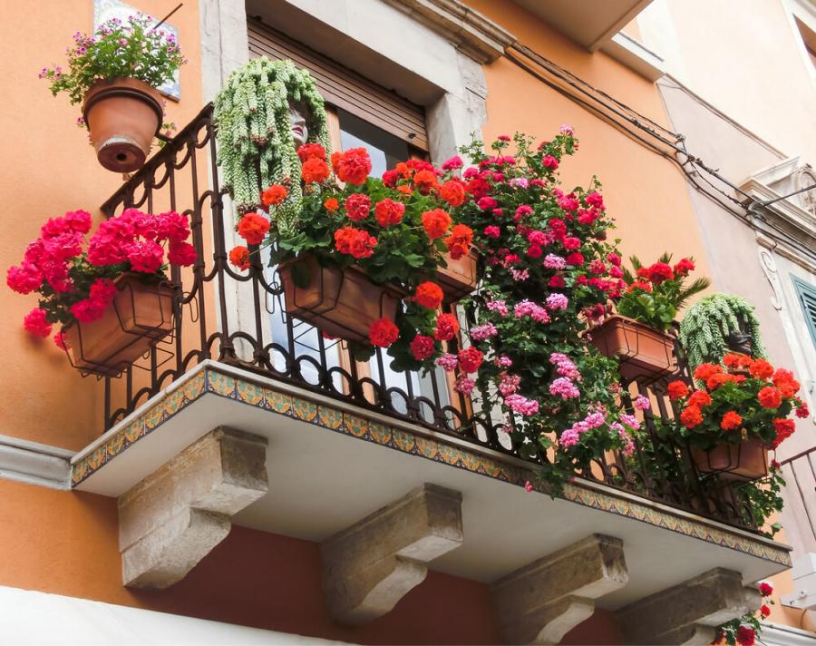 El jardín en el hogar: cuatro enredaderas y plantas decorativas que no generan humedad