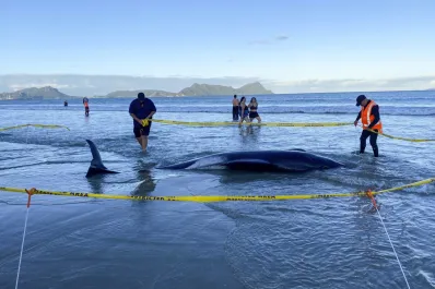 Vecinos y rescatistas utilizaron sábanas para salvar a más de 30 ballenas encalladas en Nueva Zelanda