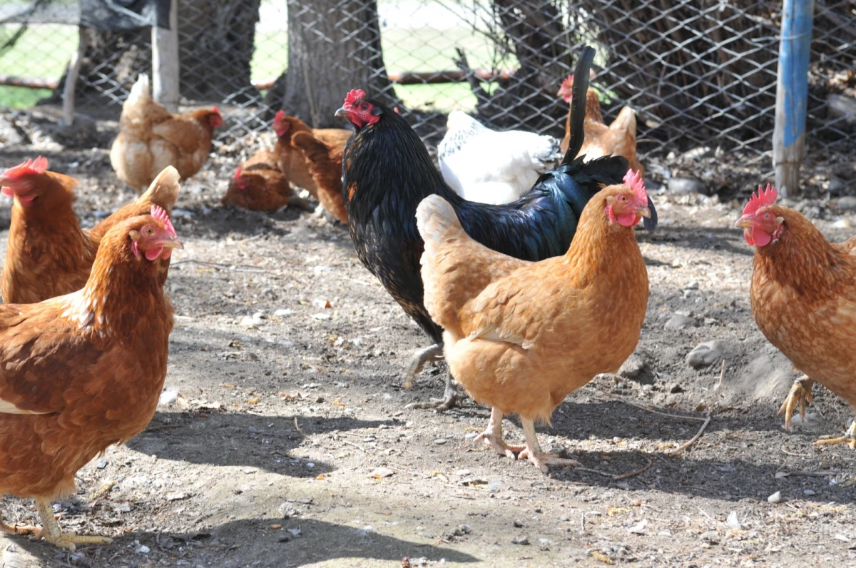 Aves. PRENSA AGRICULTURA