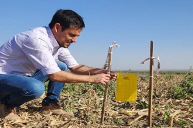 Chicharrita: capturaron adultos solo en un 30% de las trampas del NOA