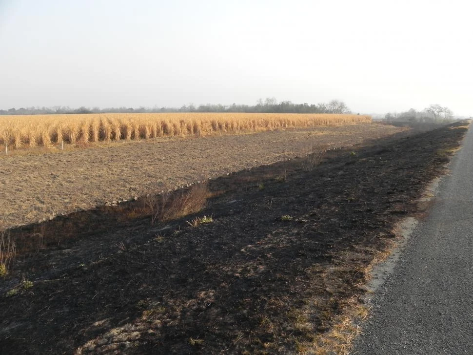 CAUSAS. El frío extremo seca rápidamente la vegetación, lo que deja tanto los cañaverales como las áreas circundantes en un estado de alta combustibilidad.