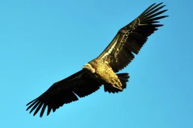 El ave que consiguió el récord Guinness por volar a altura de los aviones