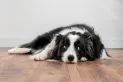 ¿De qué manera los perros alertan sobre un sismo o terremoto?