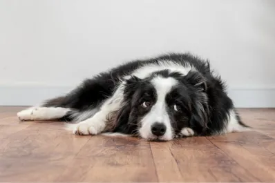 ¿De qué manera los perros alertan sobre un sismo o terremoto?