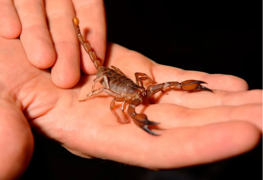 ESCORPIÓN VENENOSO. El alacrán Tityus Trivittatus es una de las especies más peligrosas./ ARCHIVO