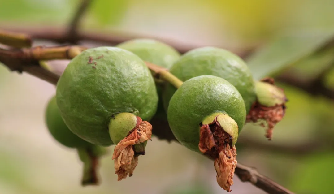 La fruta que ayuda a disminuir el riesgo de padecer insuficiencia cardíaca. 