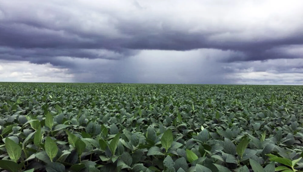 EFECTO. Las lluvias dieron un contenido de humedad adecuado a los suelos.