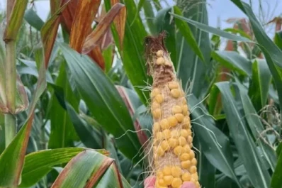 Sugieren usar gramíneas como cultivos de servicio en invierno, por la baja de maíz en rotaciones