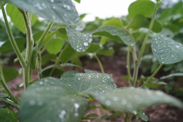 Soja: las condiciones climáticas trajeron beneficios, pero también desafíos a los productores