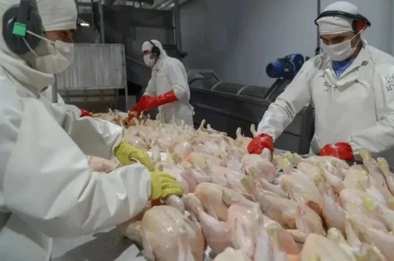 NÚMEROS. El 63% de lo exportado corresponde a pollo trozado.