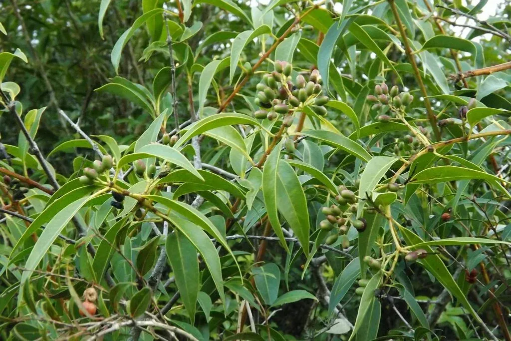 LA YERBA PAJARITO es una novedad en la comunidad de la salud./ MEDIOS UNT