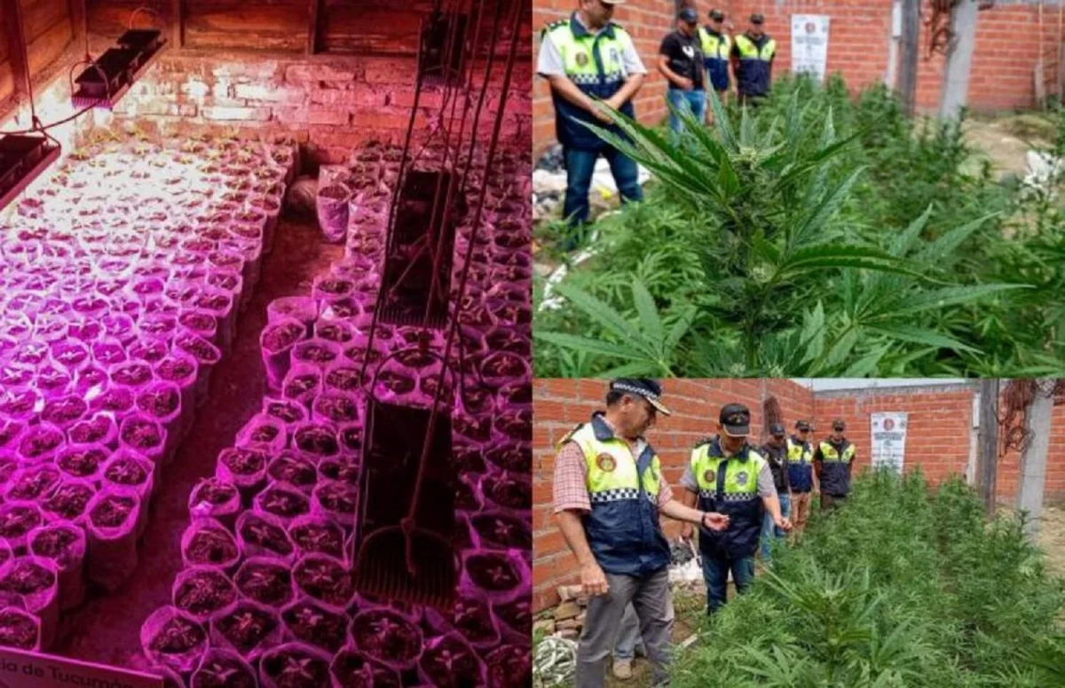 Buscan al propietario de 600 plantas de marihuana en Tucumán