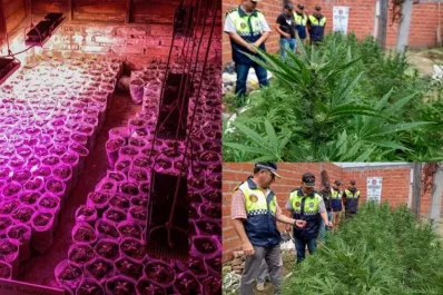Buscan al propietario de 600 plantas de marihuana en Tucumán