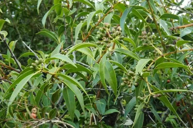 Un estudio en los Valles proyecta a la yerba del pajarito como antiinflamatorio y analgésico