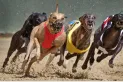 Nueva Zelanda prohibirá las carreras comerciales de galgos por poner en riesgo la vida de estos animales