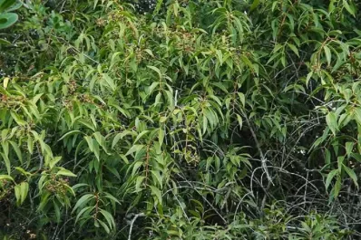 La yerba del pajarito, un analgésico de los Valles