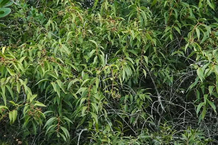 La yerba del pajarito, un analgésico de los Valles