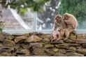 Los monos de una ciudad australiana serán esterilizados para desaparecer en 30 años