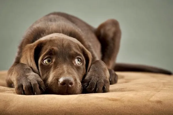Pirotecnia: qué hacer para que las mascotas pasen las fiestas sin secuelas