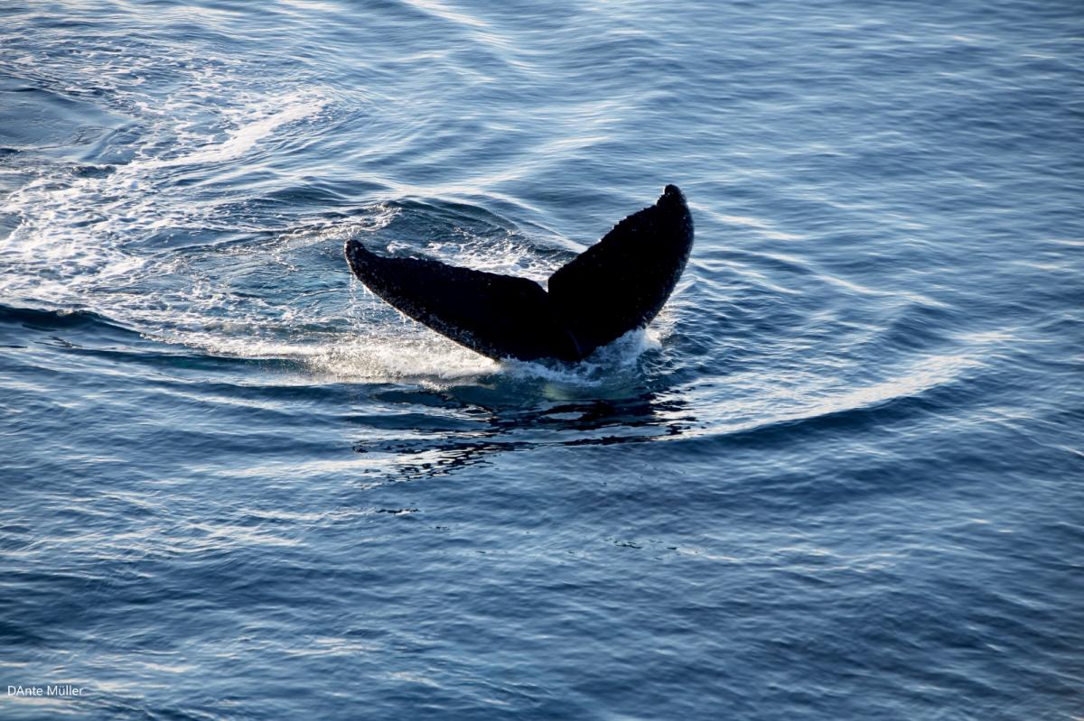 FAUNA MARINA. Científicas tucumanas descubrieron súper agregación de ballenas en la Antártida. / CORTESÍA LOURDES ALBERTUS.