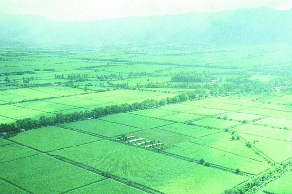 Proponen una planificación para encarar la estimada súper producción de la zafra 2025