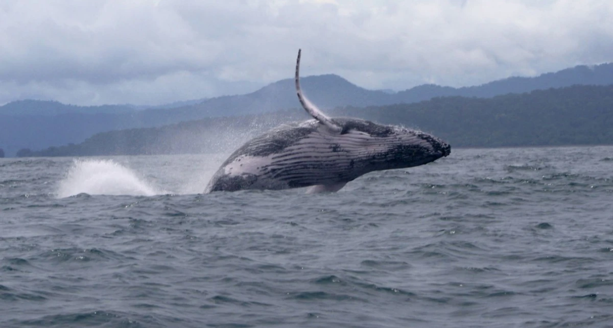 Una ballena jorobada hizo el recorrido más largo del mundo. 