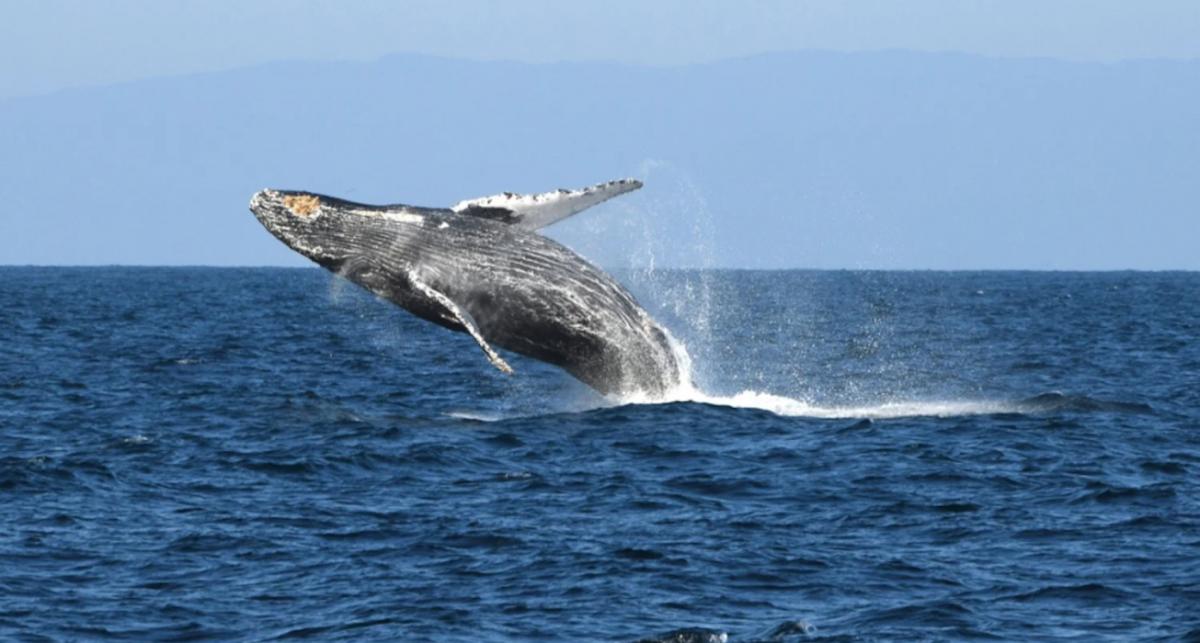 La ballena jorobada recorrió 13.000 kilómetros.