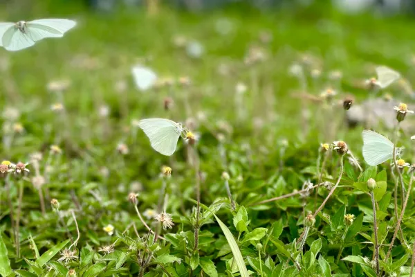 El misterio de los pirpintos en Tucumán: la explicación sobre la migración de las mariposas blancas