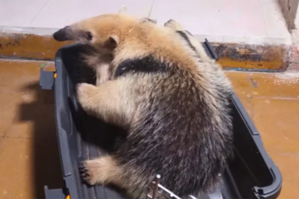 Rescataron un oso melero del fondo de una casa en Ranchillos