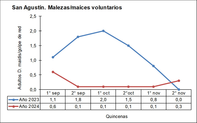 Figura 4: . Número promedio de adultos de Dalbulus maidis por golpe de red en malezas y maíces voluntarios, San Agustín, Tucumán. Septiembre, octubre y noviembre de 2023 vs septiembre, octubre y noviembre de 2024.